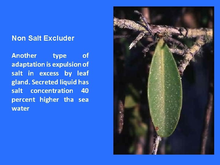 Non Salt Excluder Another type of adaptation is expulsion of salt in excess by