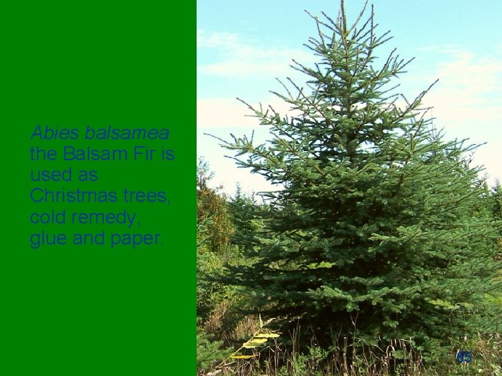 Abies balsamea the Balsam Fir is used as Christmas trees, cold remedy, glue and
