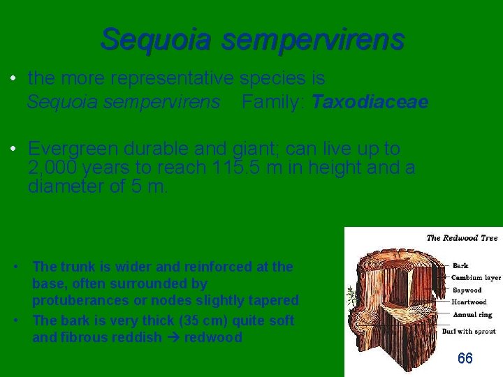 Sequoia sempervirens • the more representative species is Sequoia sempervirens Family: Taxodiaceae • Evergreen