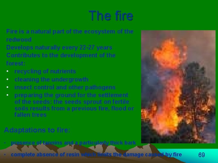 The fire Fire is a natural part of the ecosystem of the redwood Develops