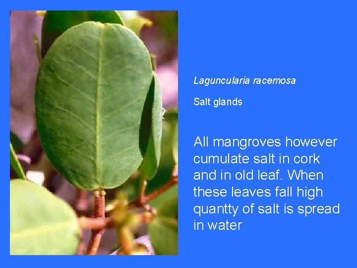 Laguncularia racemosa Salt glands All mangroves however cumulate salt in cork and in old