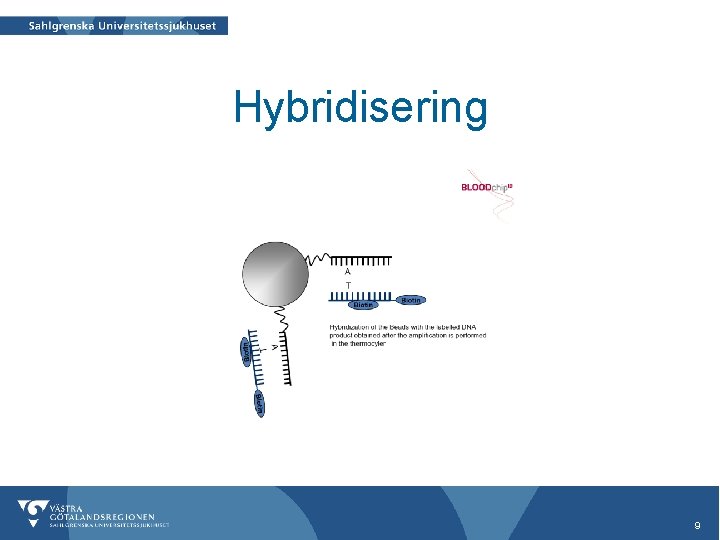 Hybridisering 9 