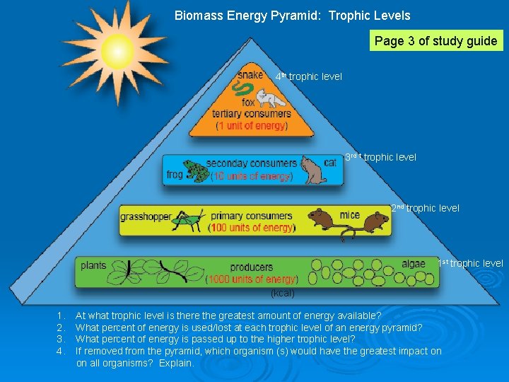 Biomass Energy Pyramid: Trophic Levels Page 3 of study guide 4 th trophic level