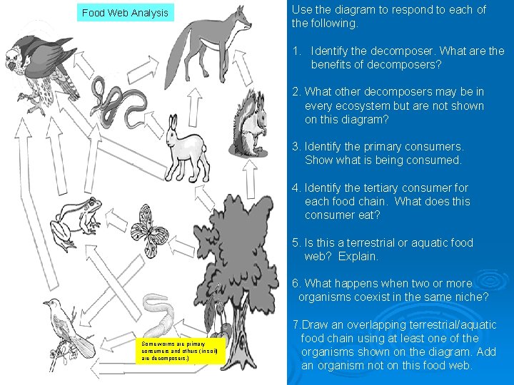 Food Web Analysis Use the diagram to respond to each of the following. 1.