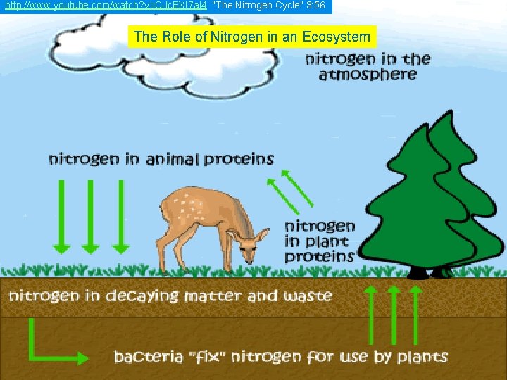 http: //www. youtube. com/watch? v=C-lc. EXI 7 al 4 “The Nitrogen Cycle” 3: 56 http: //www. youtube. com/watch? v=C-lc. EXI 7 al 4 “The Nitrogen Cycle” 3: 56
