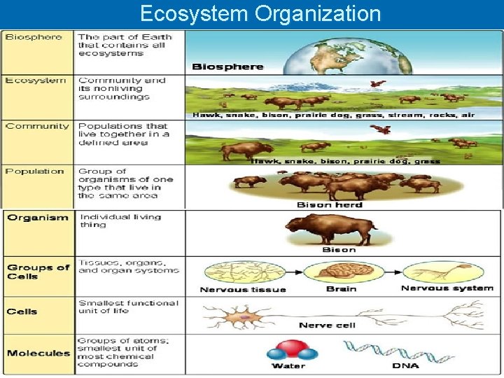 Ecosystem Organization 