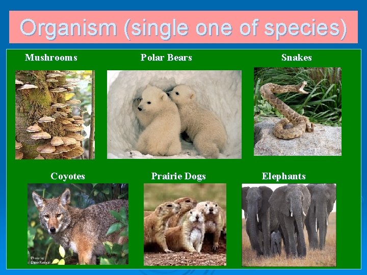 Organism (single one of species) Mushrooms Coyotes Polar Bears Prairie Dogs Snakes Elephants 