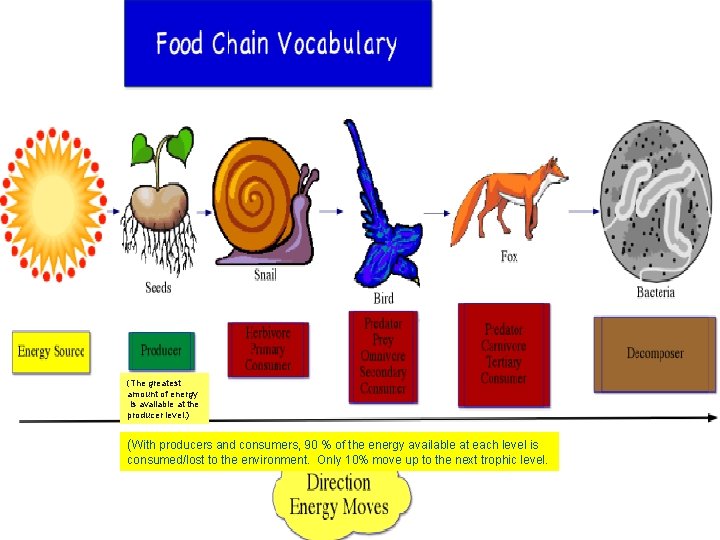 (The greatest amount of energy is available at the producer level. ) (With producers
