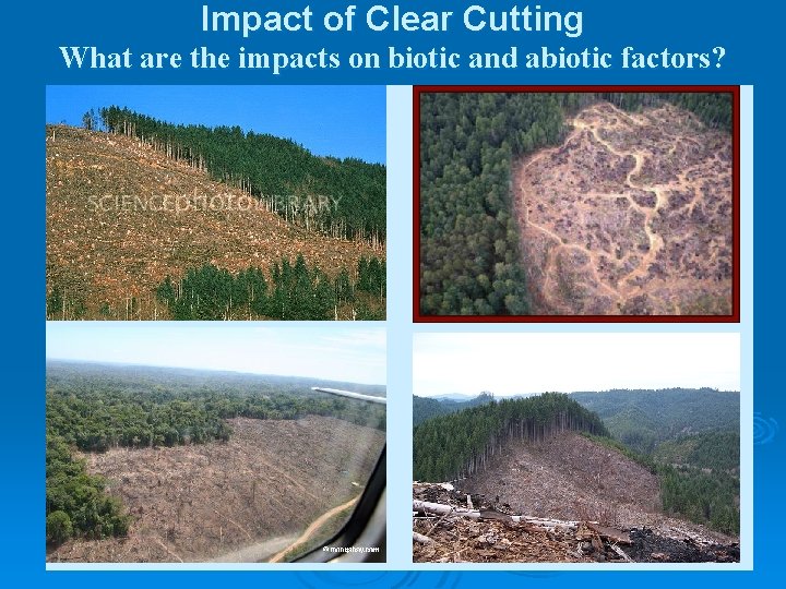 Impact of Clear Cutting What are the impacts on biotic and abiotic factors? 