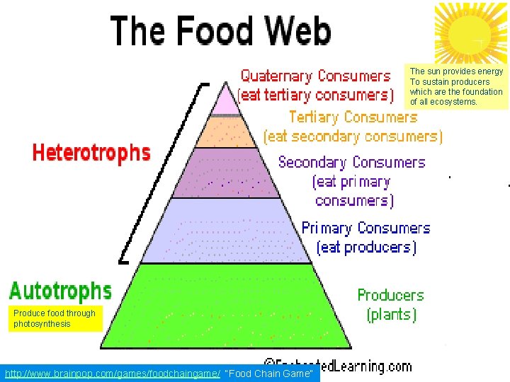 The sun provides energy To sustain producers which are the foundation of all ecosystems.
