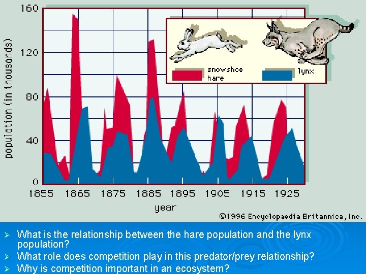 W What is the relationship between the hare population and the lynx population? Ø