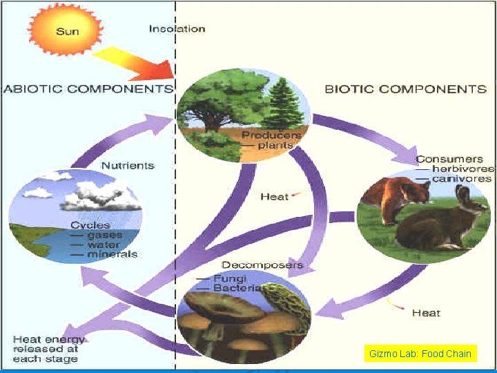 Gizmo Lab: Food Chain 