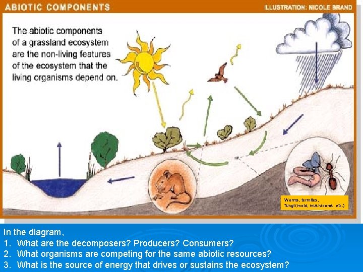 Worms, termites, fungi (mold, mushrooms, etc. ) In the diagram, 1. What are the