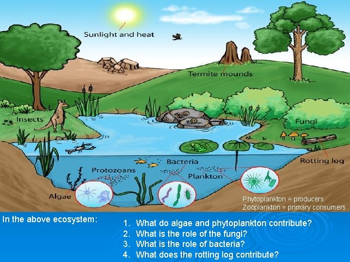 Phytoplankton = producers Zooplankton = primary consumers In the above ecosystem: 1. 2. 3. Phytoplankton = producers Zooplankton = primary consumers In the above ecosystem: 1. 2. 3.