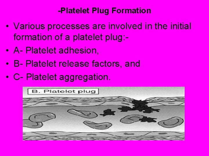 -Platelet Plug Formation • Various processes are involved in the initial formation of a