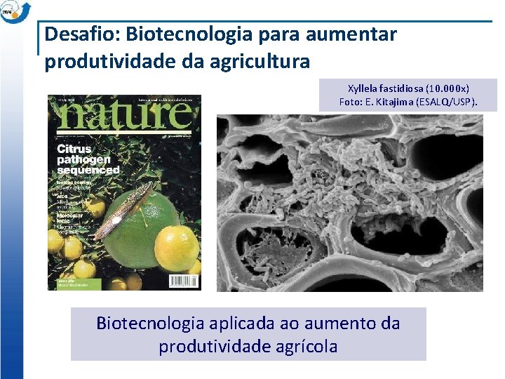 Desafio: Biotecnologia para aumentar produtividade da agricultura Xyllela fastidiosa (10. 000 x) Foto: E.