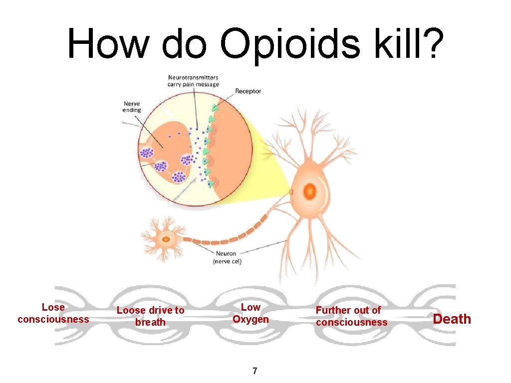 How do Opioids kill? Lose consciousness Loose drive to breath Low Oxygen 7 Further