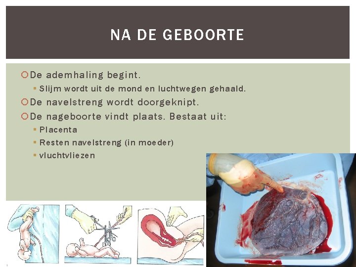 NA DE GEBOORTE De ademhaling begint. § Slijm wordt uit de mond en luchtwegen