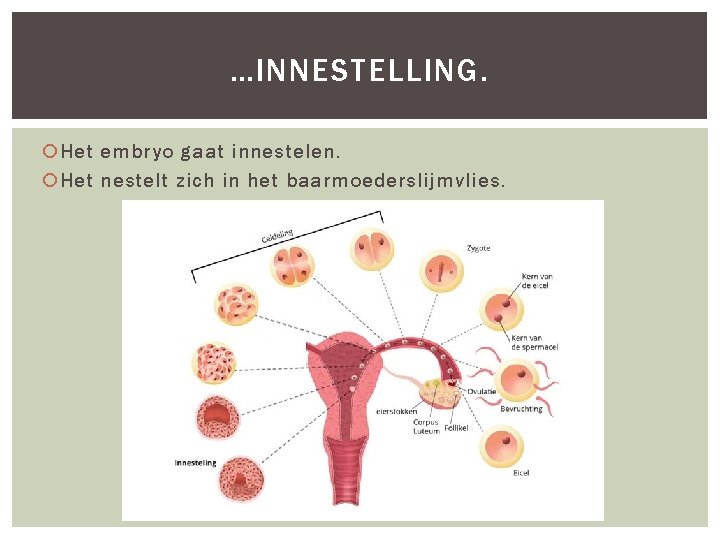 …INNESTELLING. Het embryo gaat innestelen. Het nestelt zich in het baarmoederslijmvlies. 