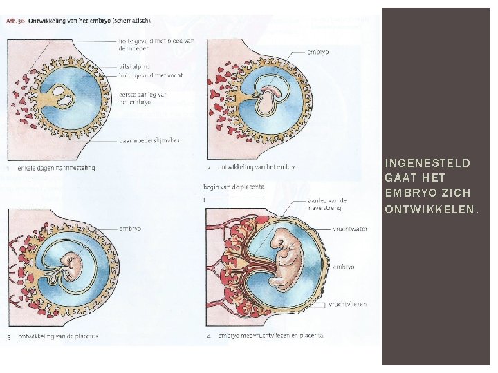 INGENESTELD GAAT HET EMBRYO ZICH ONTWIKKELEN. 