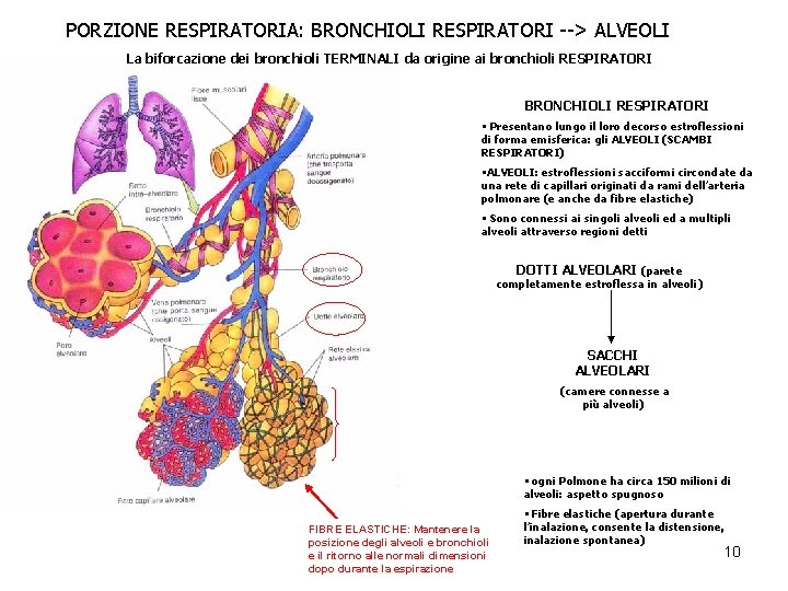 PORZIONE RESPIRATORIA: BRONCHIOLI RESPIRATORI --> ALVEOLI La biforcazione dei bronchioli TERMINALI da origine ai