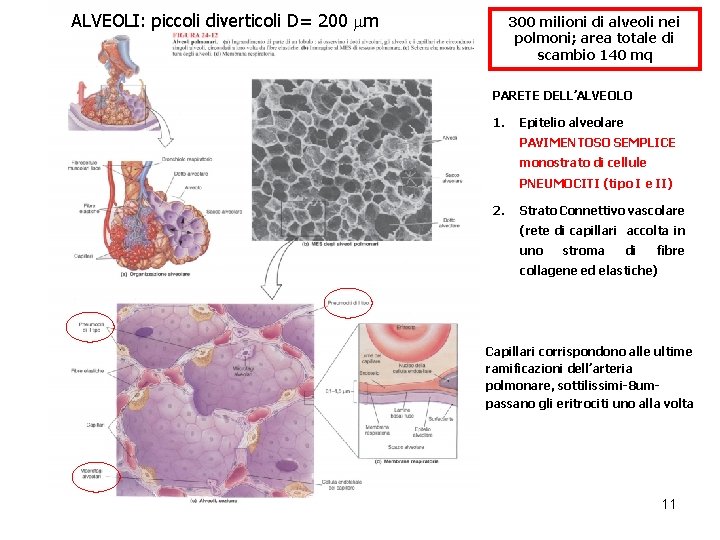 ALVEOLI: piccoli diverticoli D= 200 mm 300 milioni di alveoli nei polmoni; area totale