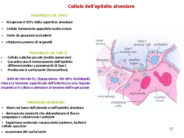 Cellule dell’epitelio alveolare PNEUMOCITI DI TIPO I • Ricoprono il 95% della superficie alveolare