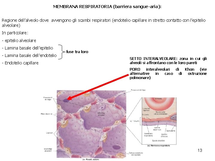 MEMBRANA RESPIRATORIA (barriera sangue-aria): Regione dell’alveolo dove avvengono gli scambi respiratori (endotelio capillare in