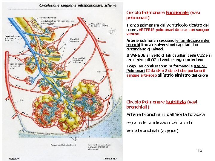 Circolo Polmonare Funzionale (vasi polmonari) Tronco polmonare dal ventricolo destro del cuore, ARTERIE polmonari