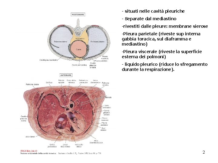 - situati nelle cavità pleuriche - Separate dal mediastino -rivestiti dalle pleure: membrane sierose