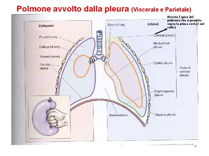 Polmone avvolto dalla pleura (Viscerale e Parietale) Riveste l’apice del polmone che si proietta