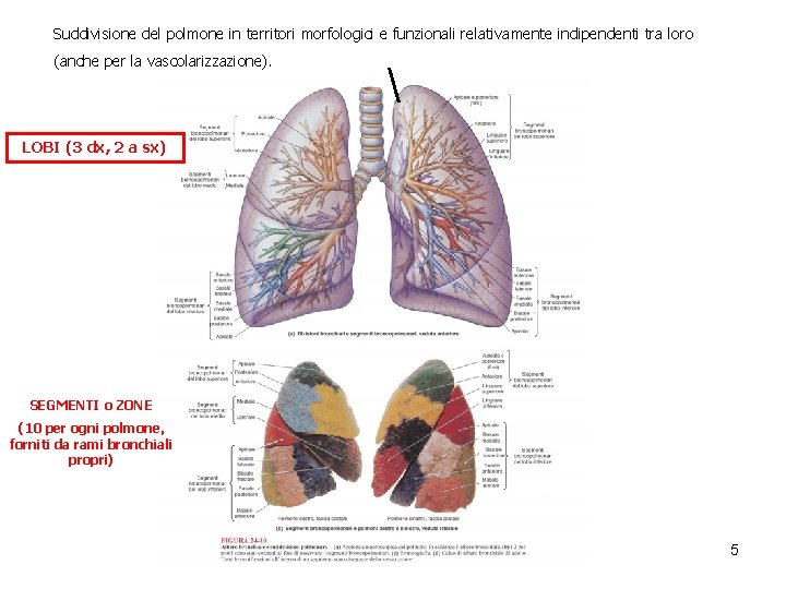 Suddivisione del polmone in territori morfologici e funzionali relativamente indipendenti tra loro (anche per