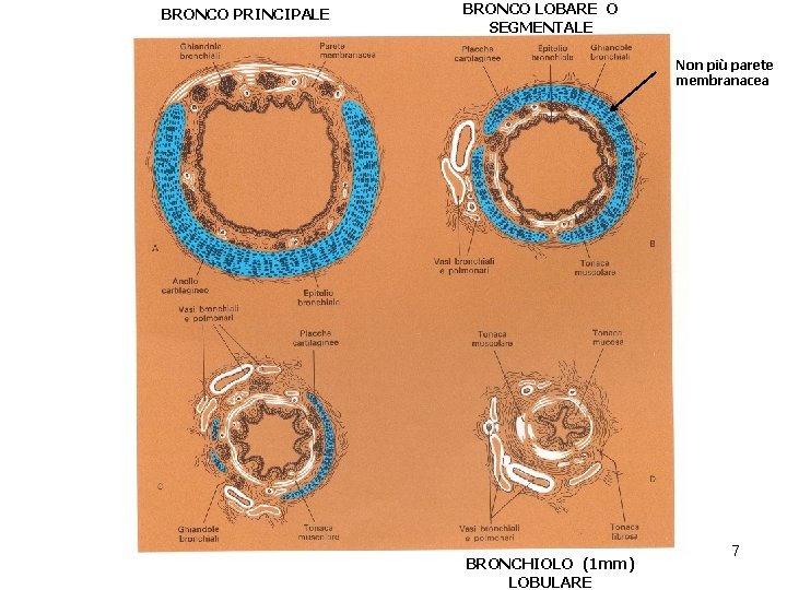 BRONCO PRINCIPALE BRONCO LOBARE O SEGMENTALE Non più parete membranacea BRONCHIOLO (1 mm) LOBULARE