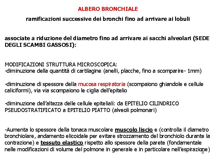 ALBERO BRONCHIALE ramificazioni successive dei bronchi fino ad arrivare ai lobuli associate a riduzione
