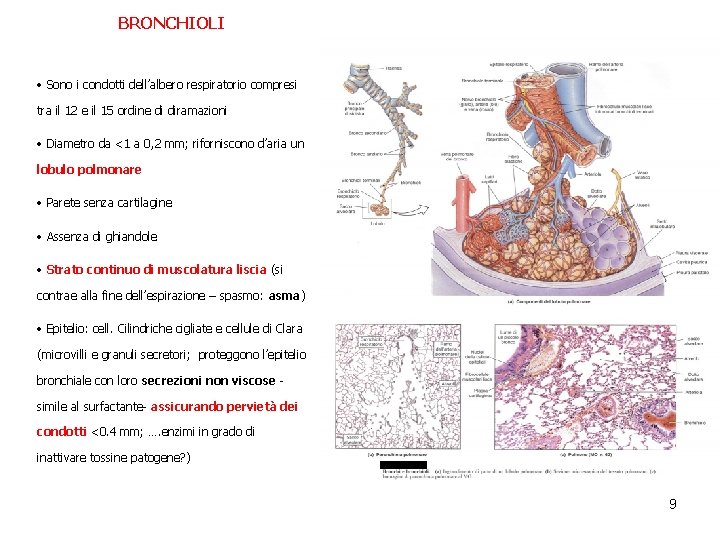 BRONCHIOLI • Sono i condotti dell’albero respiratorio compresi tra il 12 e il 15