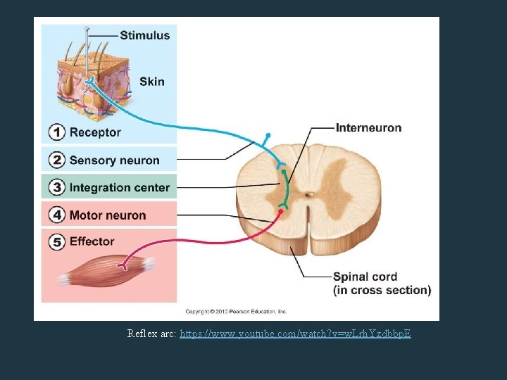 Reflex arc: https: //www. youtube. com/watch? v=w. Lrh. Yzdbbp. E 