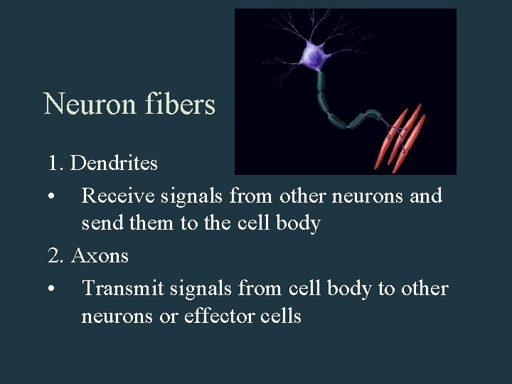 Neuron fibers 1. Dendrites • Receive signals from other neurons and send them to