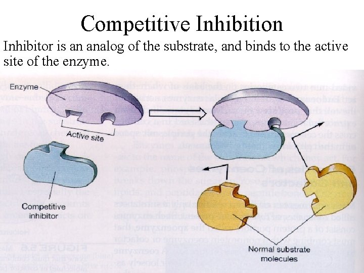 Competitive Inhibition Inhibitor is an analog of the substrate, and binds to the active