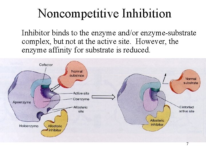 Noncompetitive Inhibition Inhibitor binds to the enzyme and/or enzyme-substrate complex, but not at the