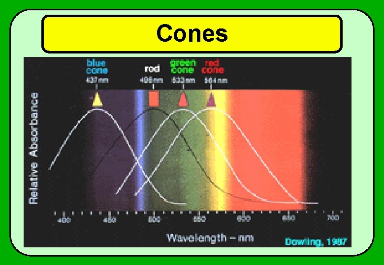 Cones 