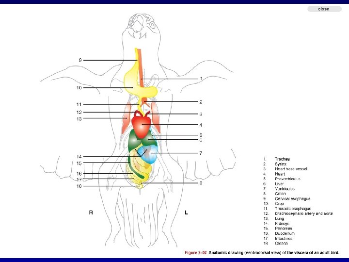 Radiographic anatomy of a normal cockatiel. 