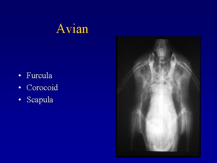 Avian • Furcula • Corocoid • Scapula 