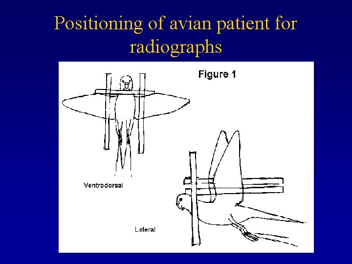 Positioning of avian patient for radiographs 