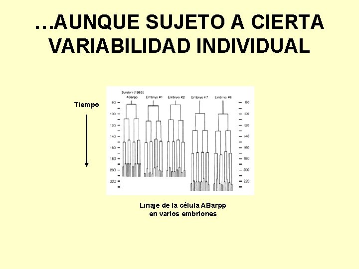 …AUNQUE SUJETO A CIERTA VARIABILIDAD INDIVIDUAL Tiempo Linaje de la célula ABarpp en varios