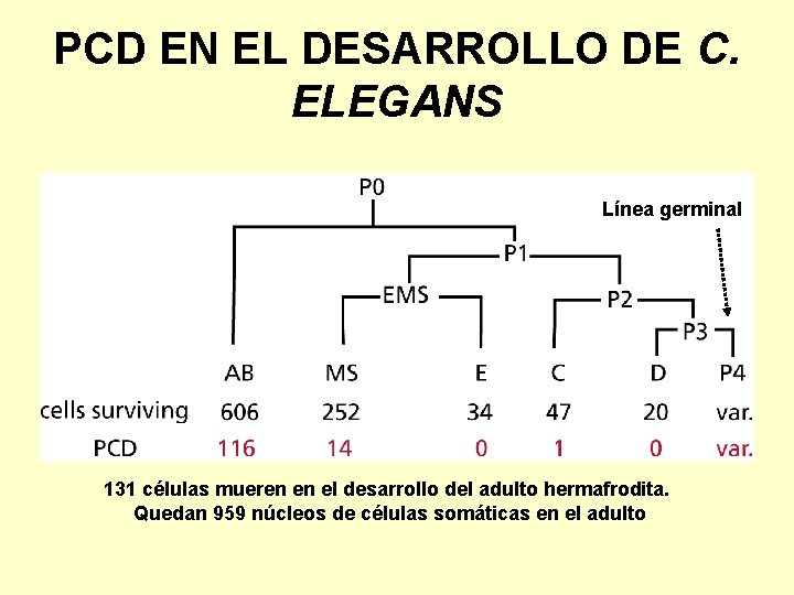 PCD EN EL DESARROLLO DE C. ELEGANS Línea germinal 131 células mueren en el