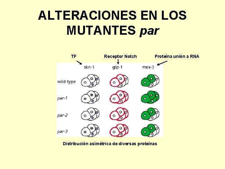 ALTERACIONES EN LOS MUTANTES par TF Receptor Notch Proteína unión a RNA Distribución asimétrica