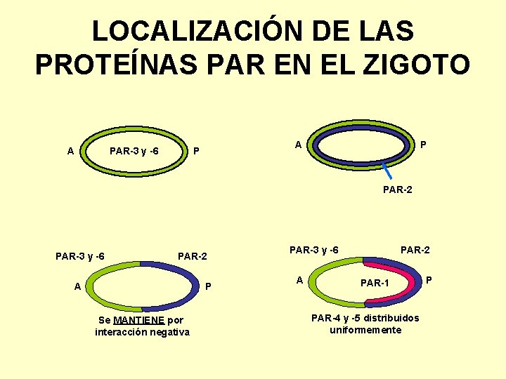 LOCALIZACIÓN DE LAS PROTEÍNAS PAR EN EL ZIGOTO A PAR-3 y -6 A P