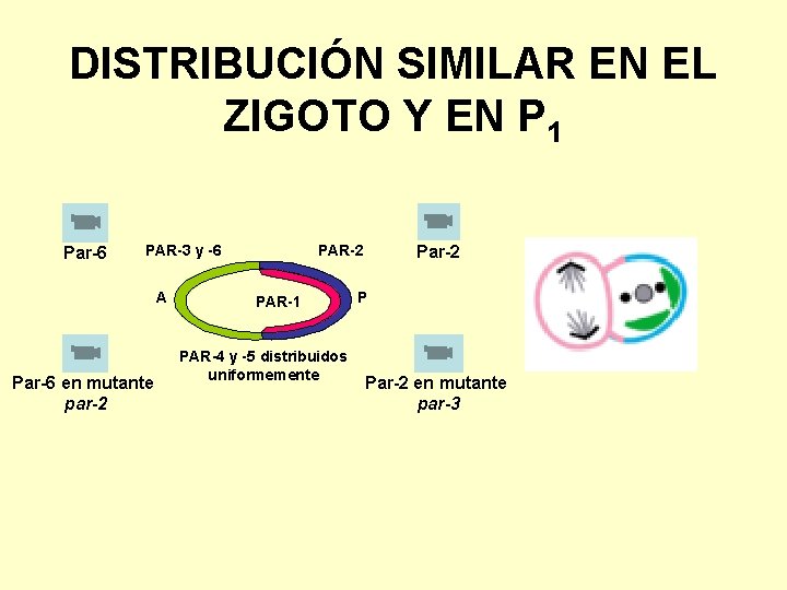 DISTRIBUCIÓN SIMILAR EN EL ZIGOTO Y EN P 1 Par-6 PAR-3 y -6 A