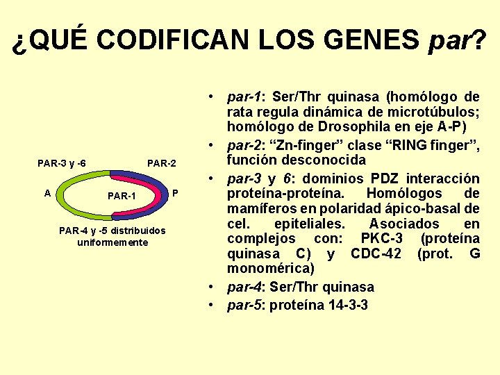 ¿QUÉ CODIFICAN LOS GENES par? PAR-3 y -6 A PAR-2 PAR-1 PAR-4 y -5