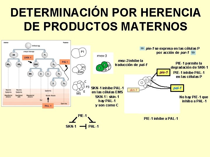 DETERMINACIÓN POR HERENCIA DE PRODUCTOS MATERNOS pie-1 se expresa en las células P por
